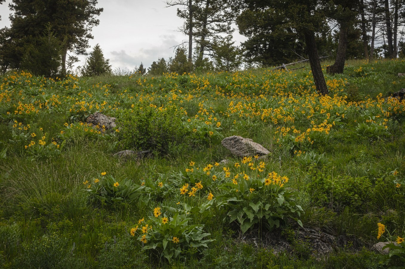 Property Photo: 5 Tract, Bull Elk MT 59832