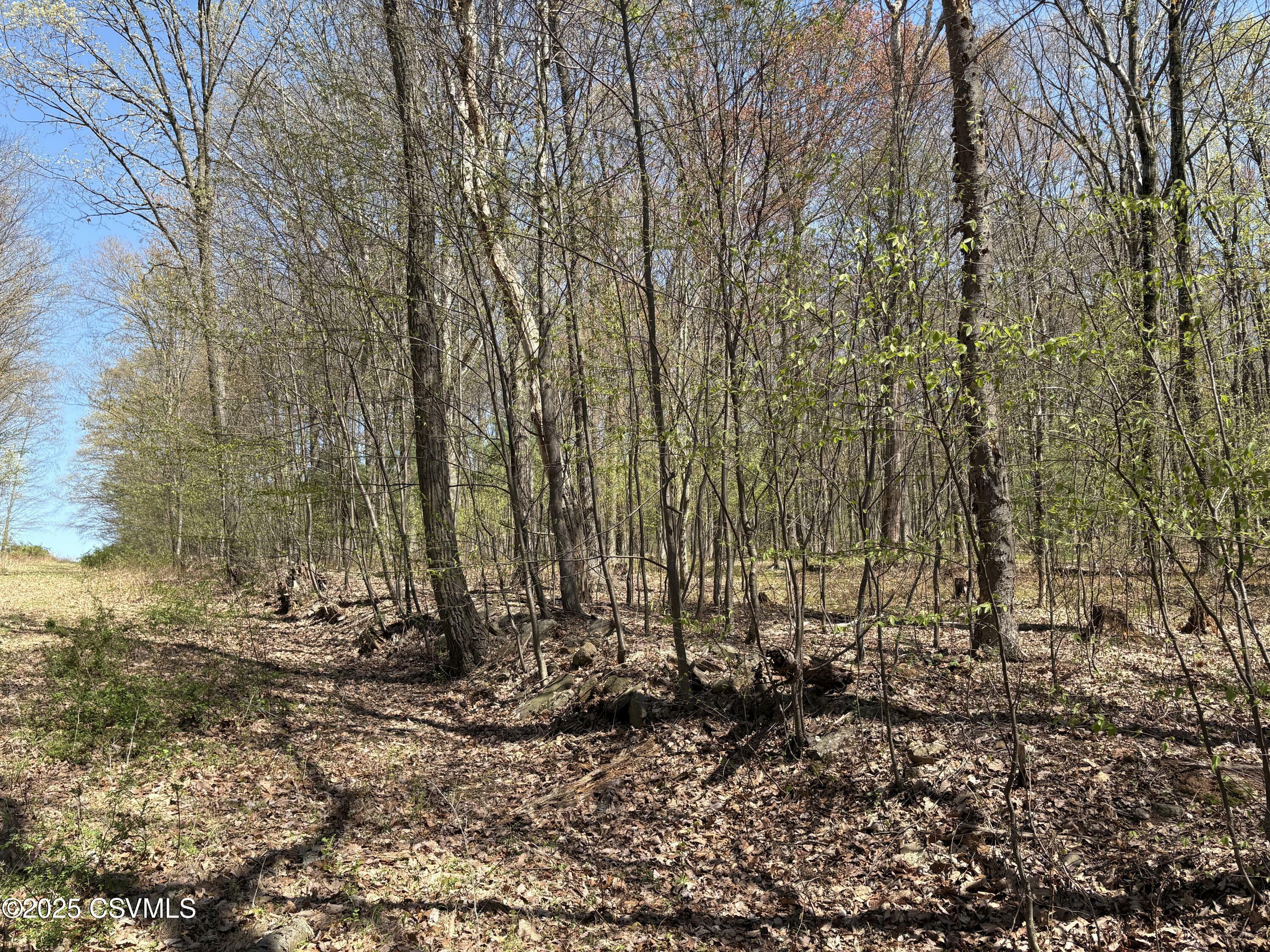 Dog Leg Lane  Catawissa PA 17820 photo