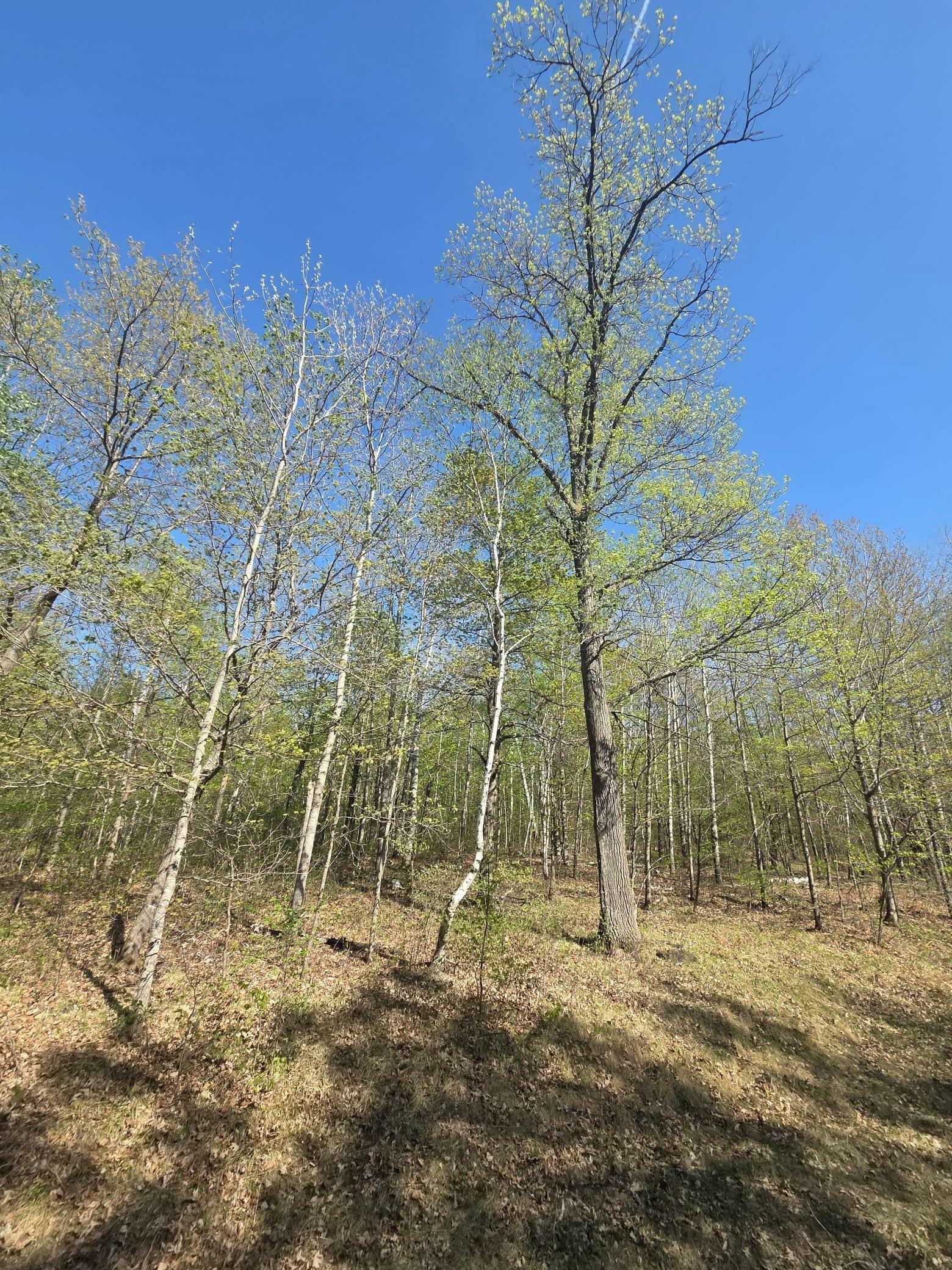 Property Photo: Tbd Skyline Drive MN 56601