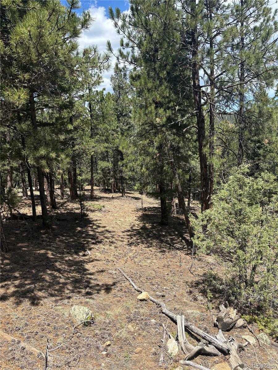 Property Photo: 54 Holmes Gulch Road CO 80421