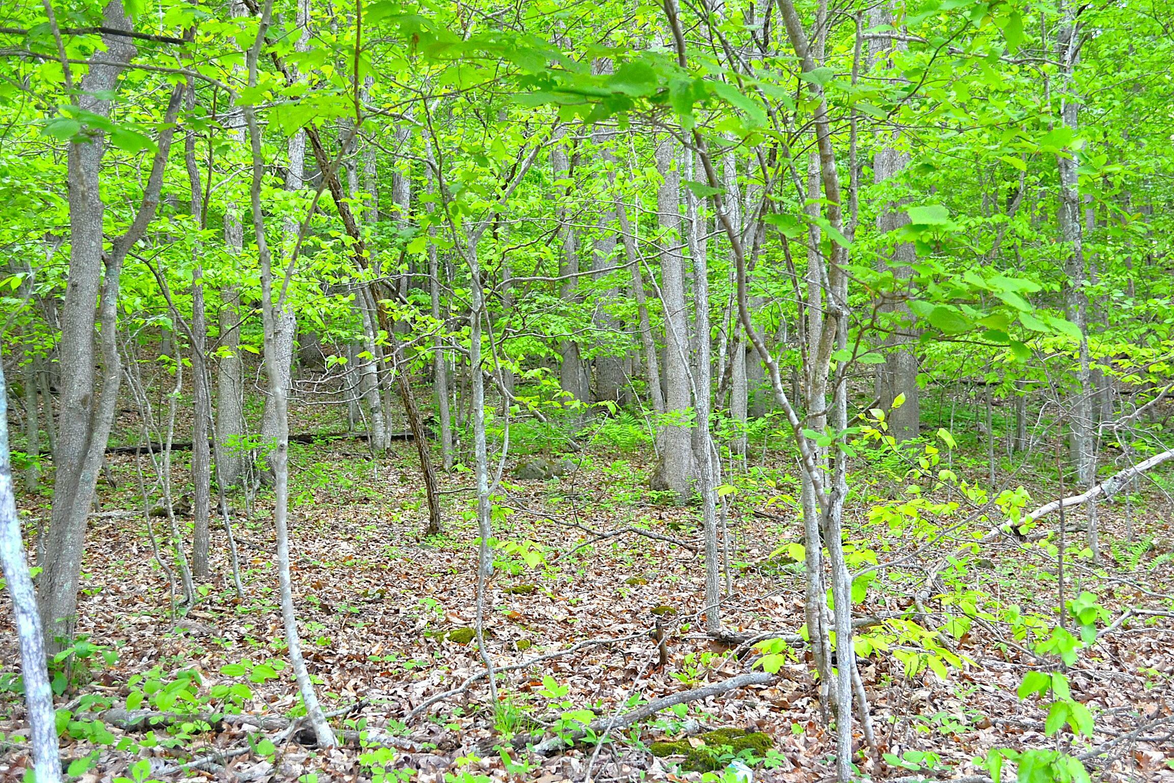 Property Photo: Germany Rd WV 24966