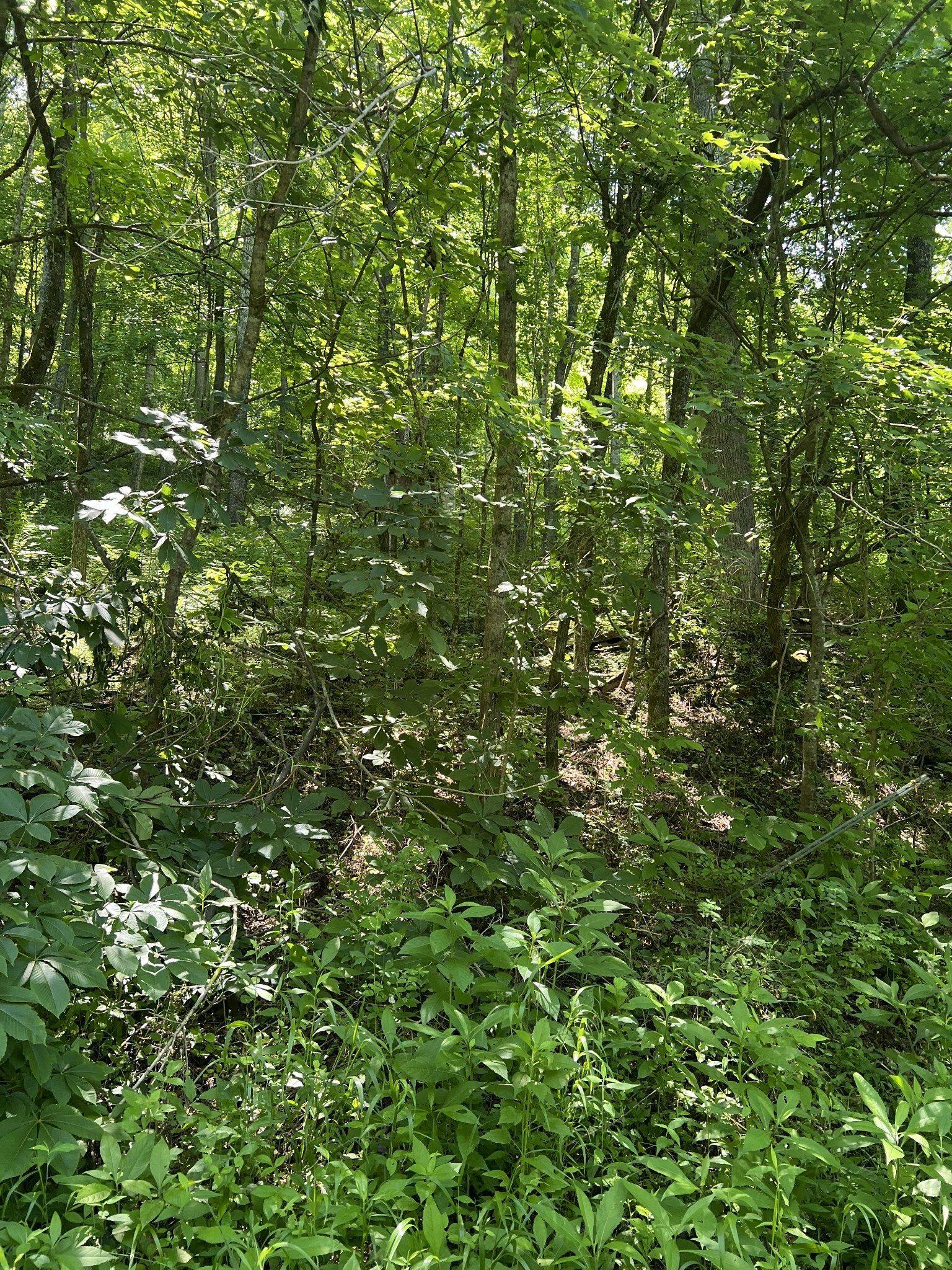 Property Photo:  0 Peytons Creek Rd  TN 37057 