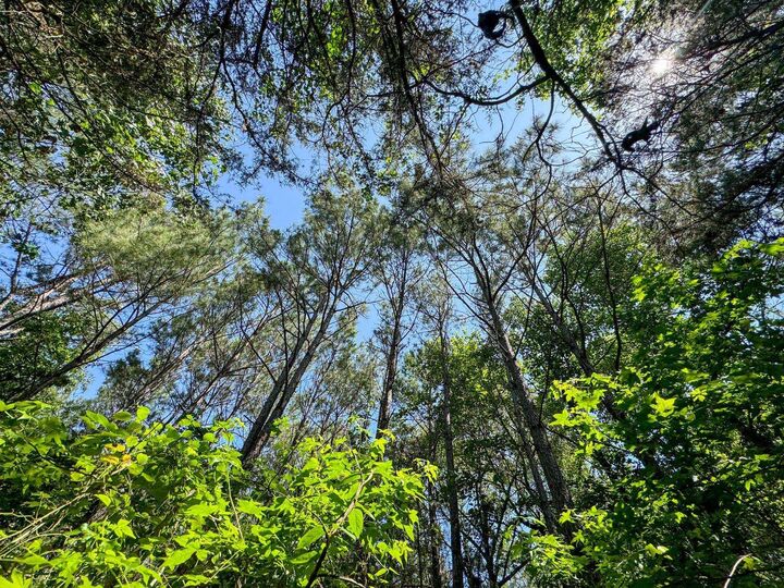 Property Photo:  Tbd County Road 2617  TX 75563 