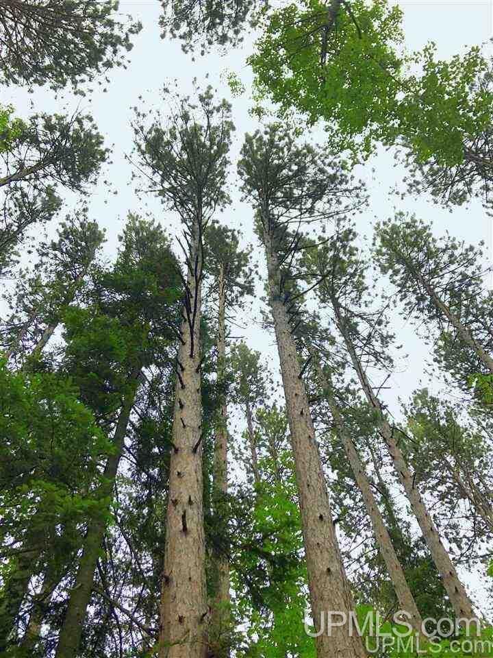 Property Photo:  353 S Johnson Lake Drive  MI 49841 