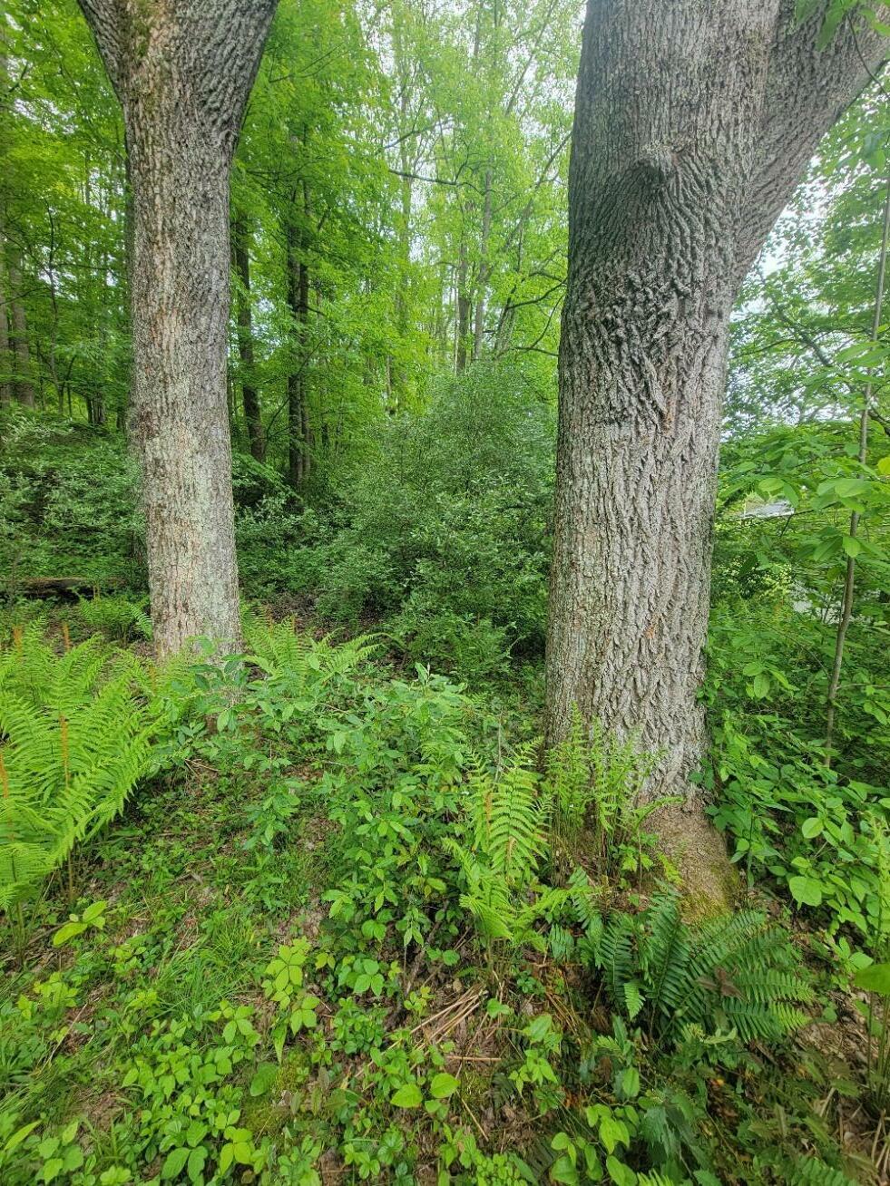 Property Photo: McKees Creek Rd WV 26651
