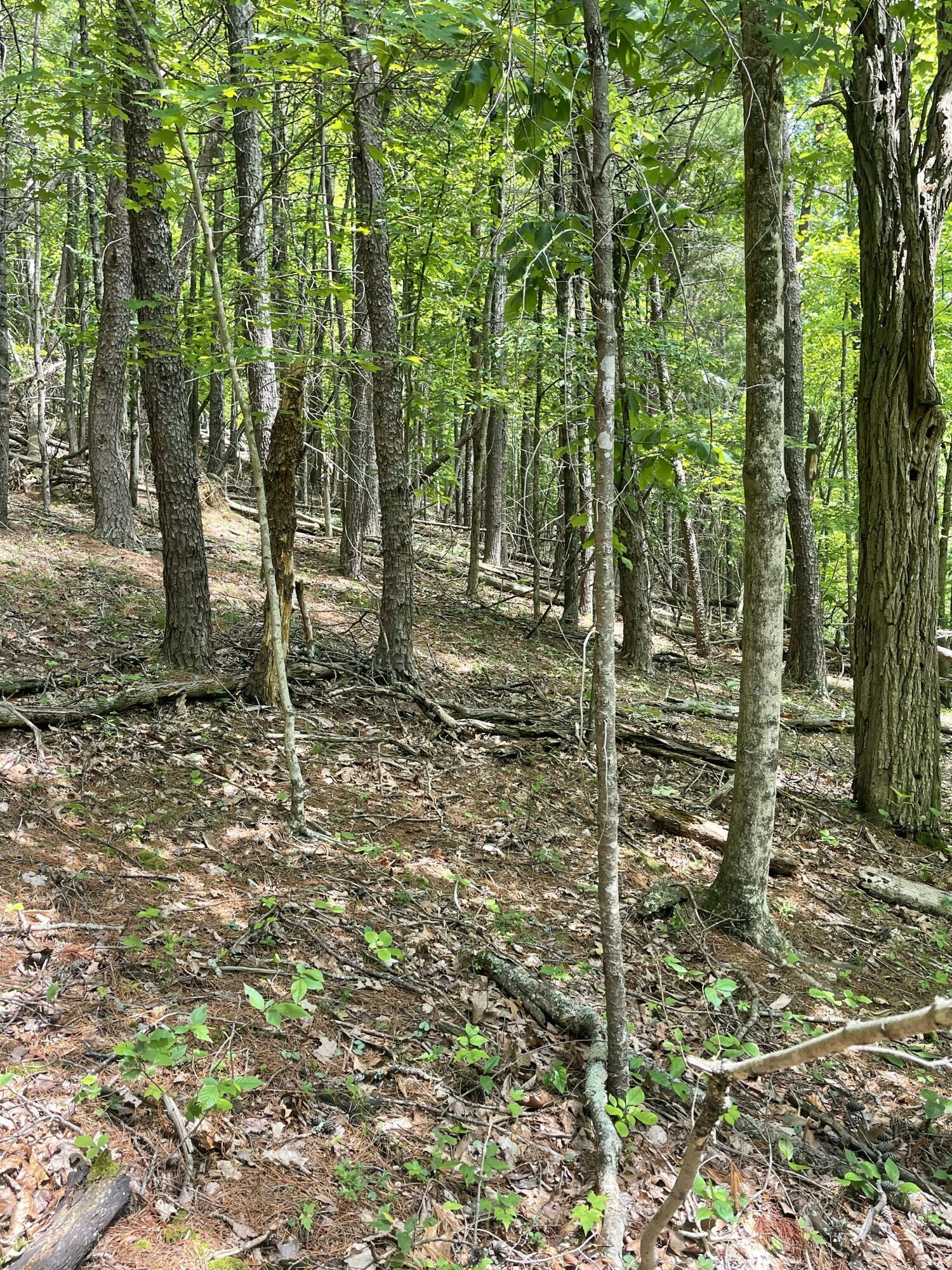 Property Photo: Cove Creek Rd WV 24941