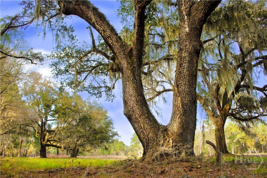 Property Photo:  1 William'S (36 Lots 95 Acres) Retreat  GA 31419 
