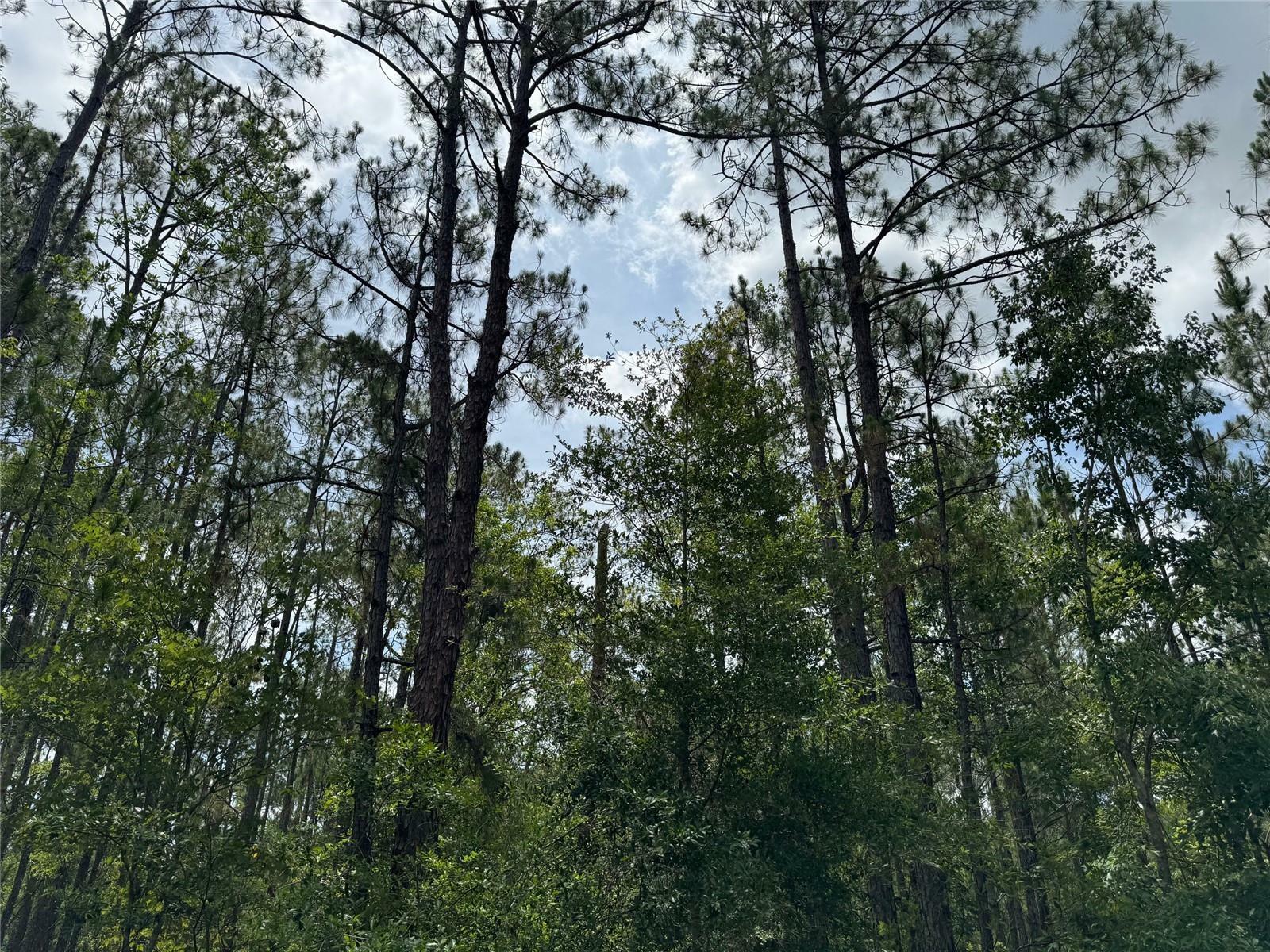 Property Photo: Havana Road FL 34714