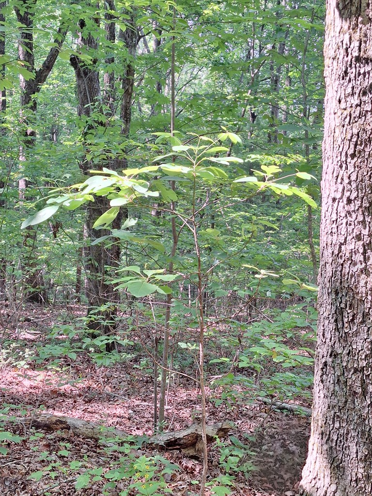 Property Photo:  0 Sunrock Mountain Trc  GA 30513 