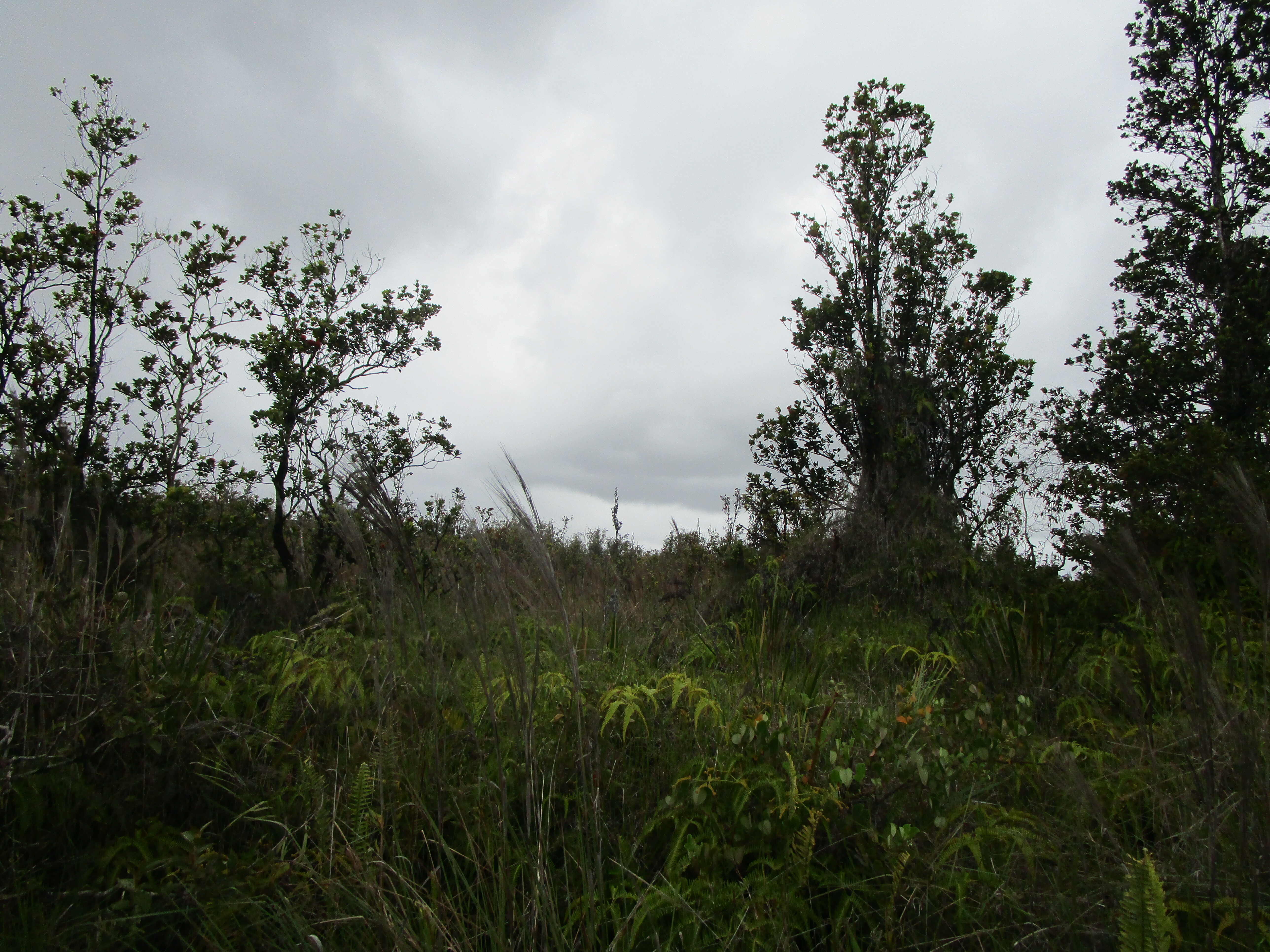 Property Photo: Omeka Rd HI 96785