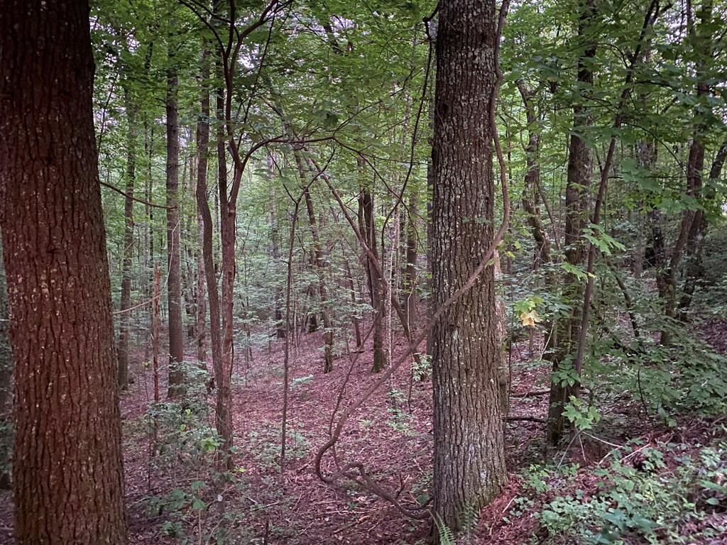 Property Photo:  Lt 46 Whitecliff Drive  GA 30540 