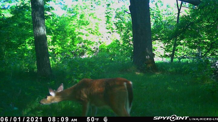 Property Photo: Xxxx E Lake Lizzie Rd MN 56572