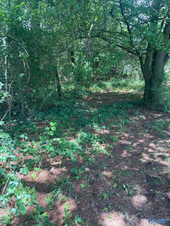 Property Photo:  8.1ac County Road 1198  AL 35057 