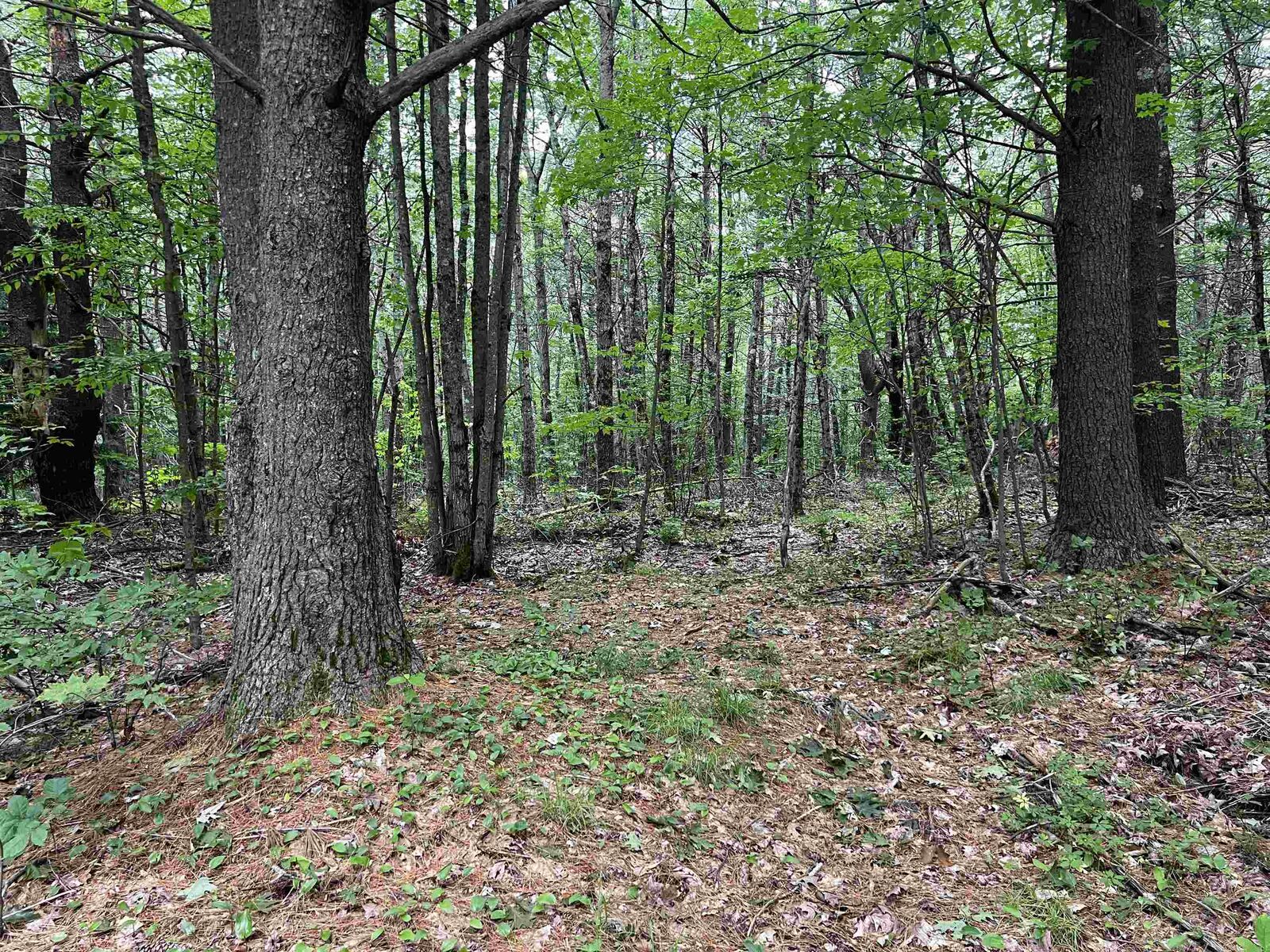 Property Photo: 0 Carpenter Hill Road NH 03436