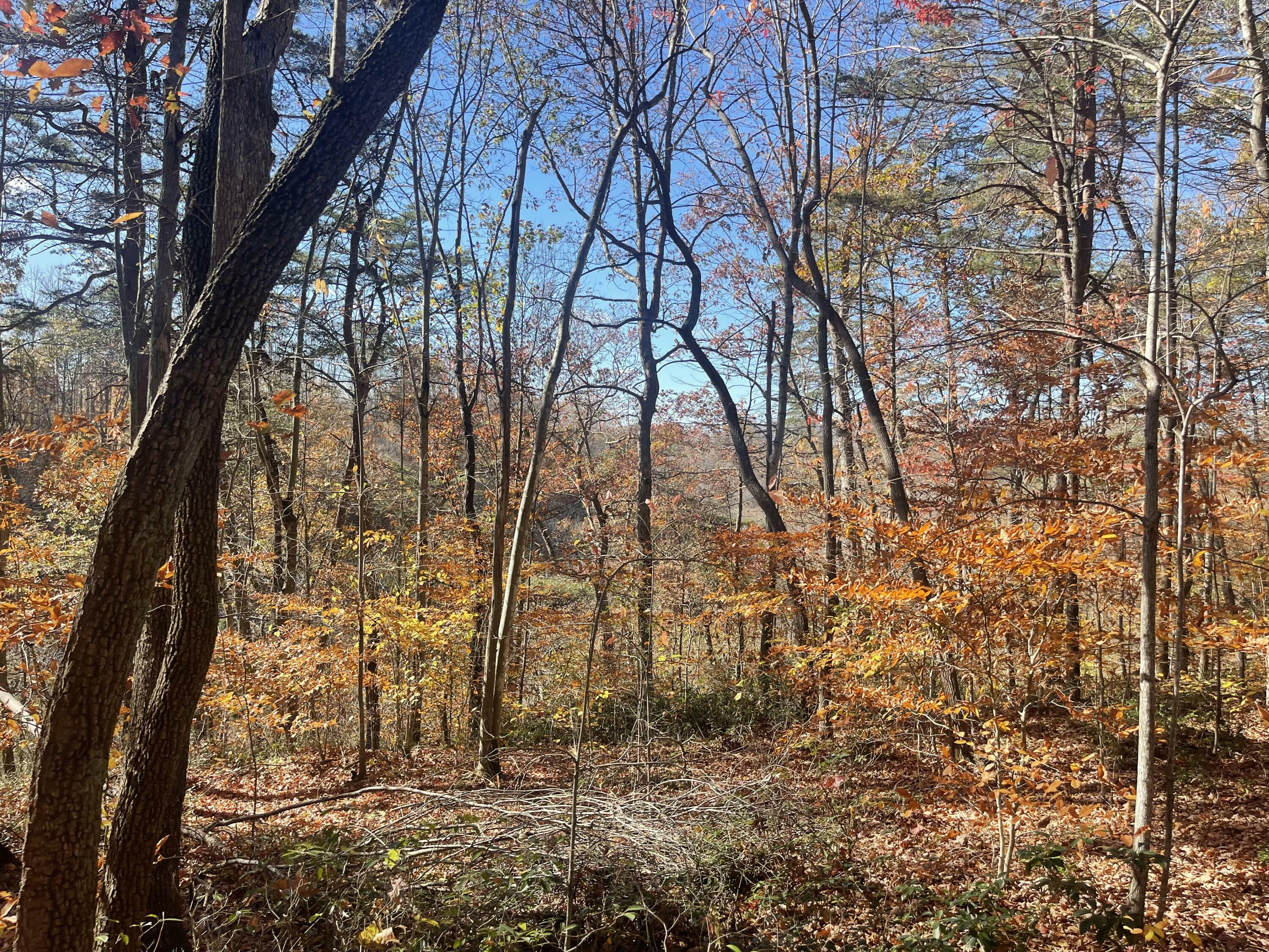 Property Photo: Lot 193 Stillwater KY 42642