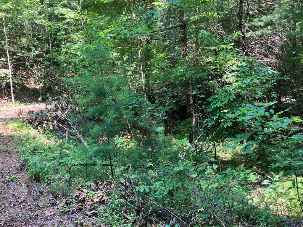 Property Photo: Lot 2 View Ridge Trail NC 28906