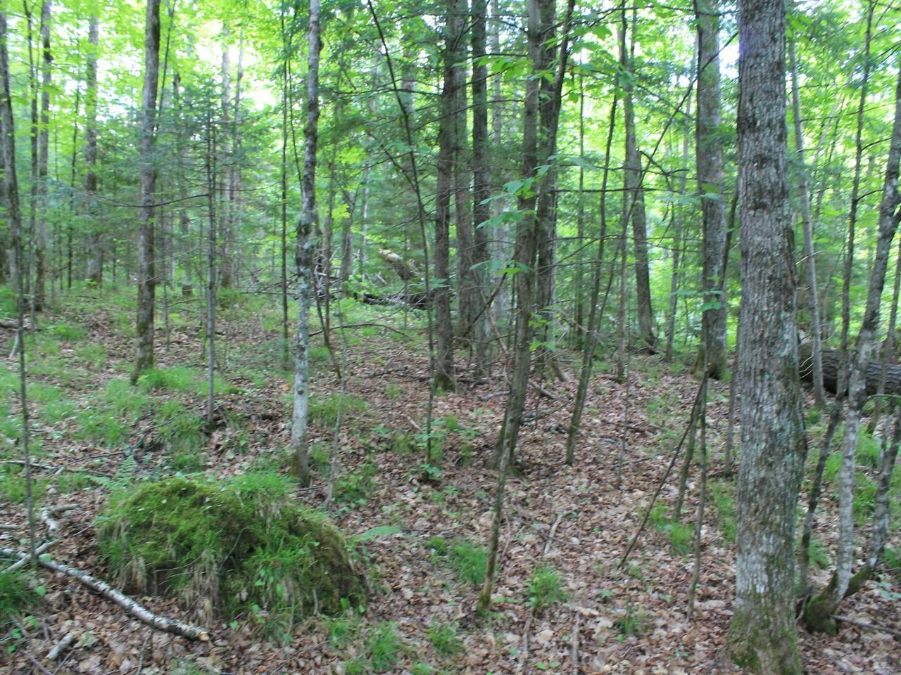 Property Photo:  On Tower Ridge Rd  WI 54547 