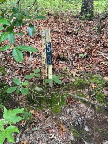 Property Photo: 10.96 Ac Paramount Trail GA 30536