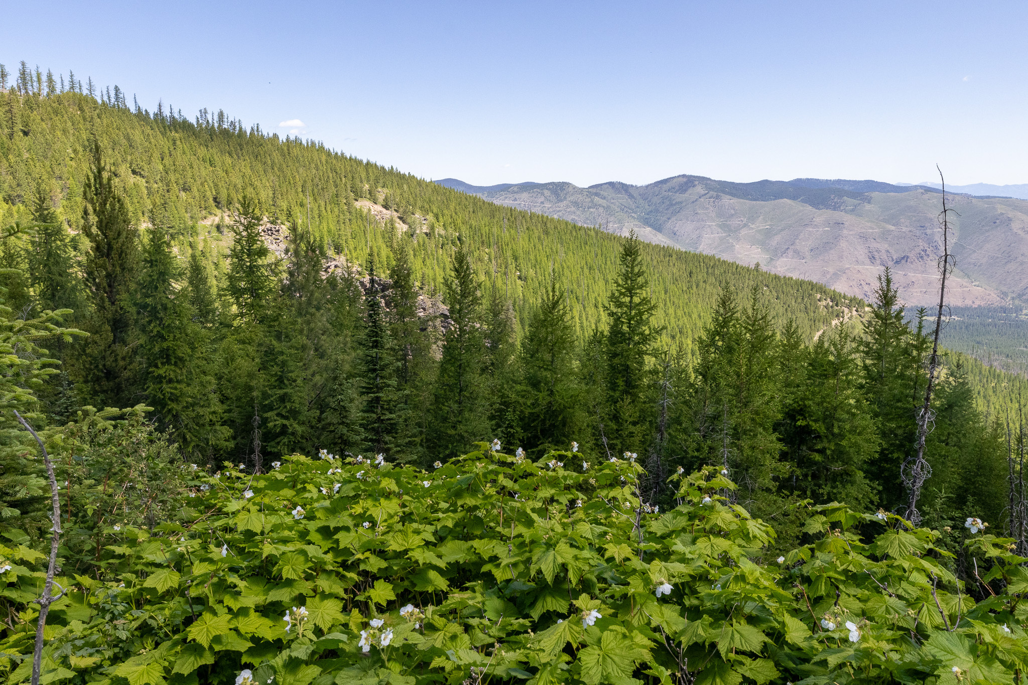 Property Photo: Lolo Peak Shadows MT 59847