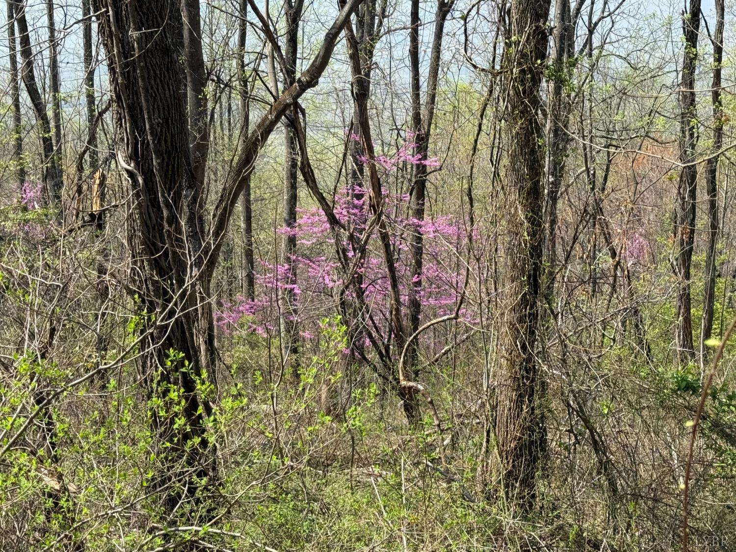 Property Photo: 0 Murray Hollow Road VA 24174