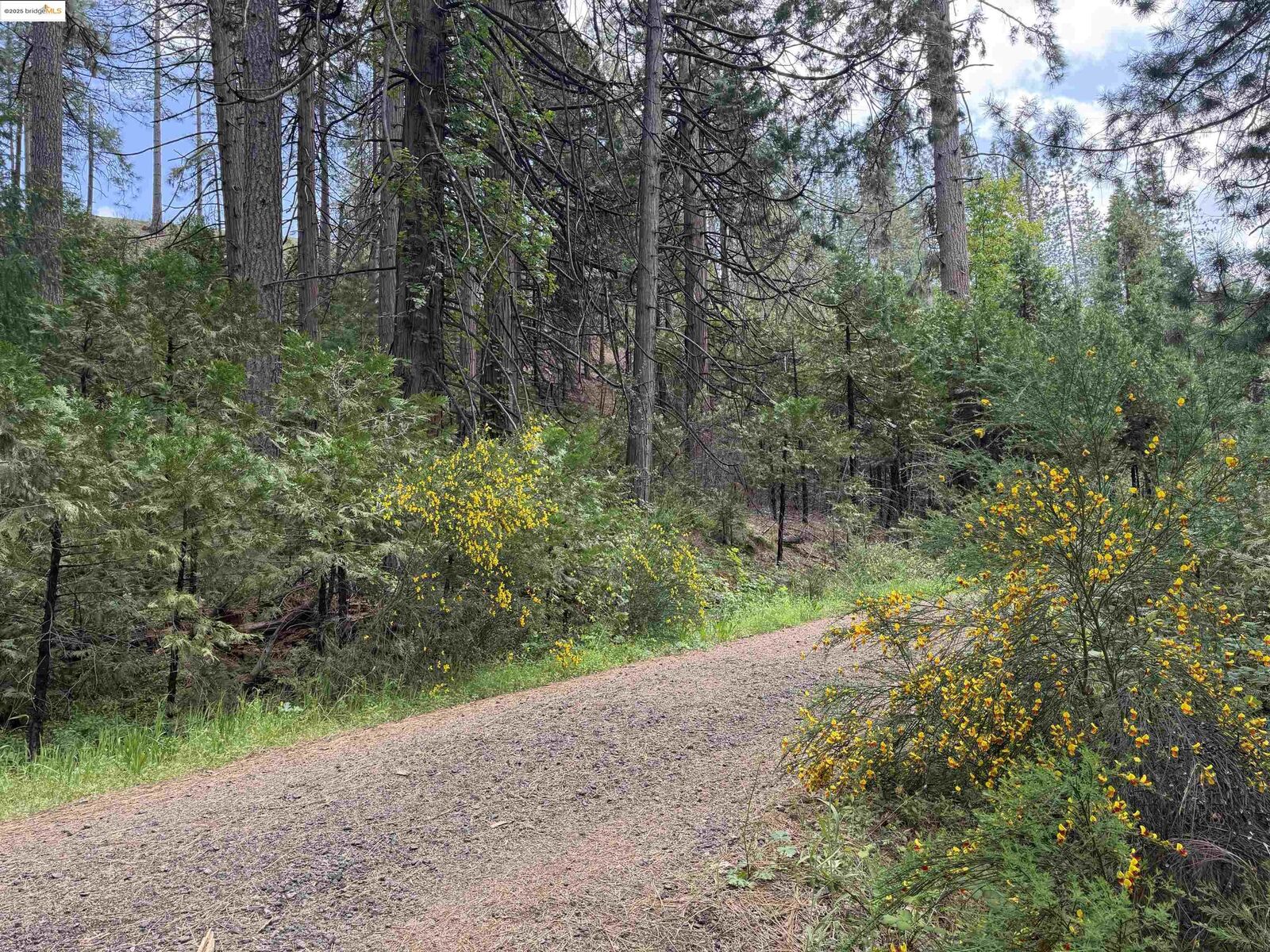 Property Photo:  0000 Cedar Pines Ave  CA 95383 