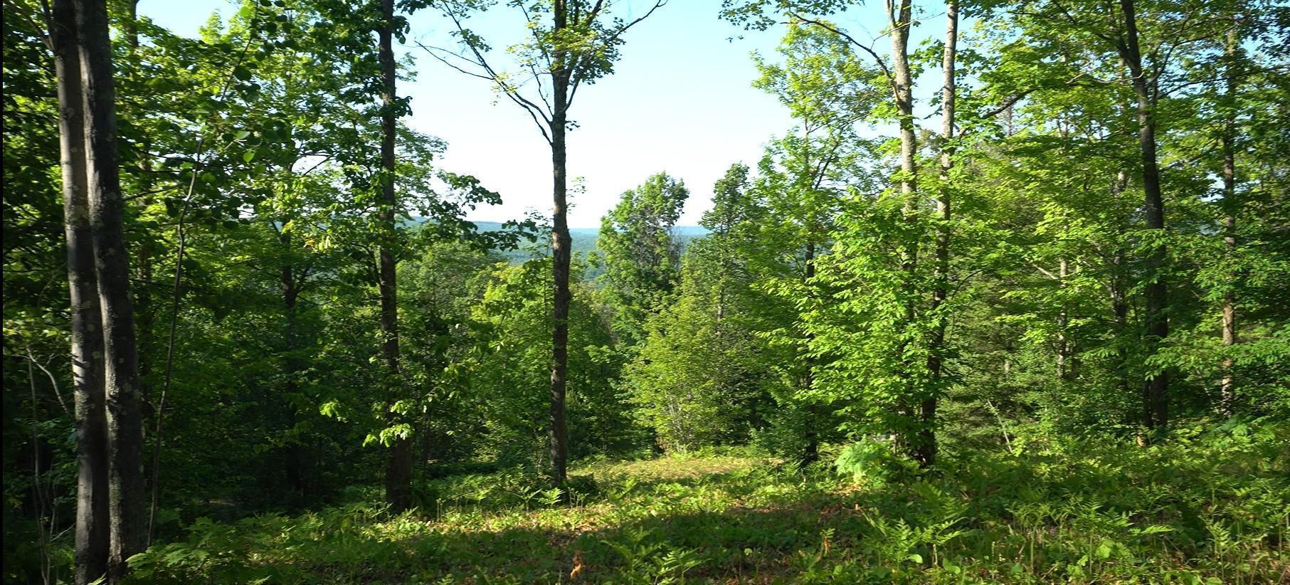 Property Photo: 83xxx - Lot 13 Ashwabay Road WI 54814
