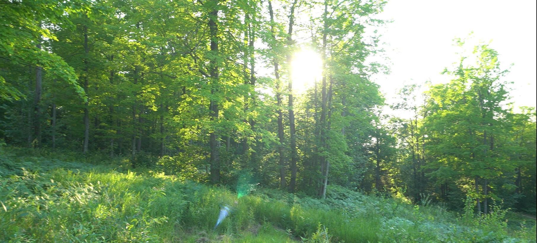 Property Photo: 83xxx - Lot 7 Ashwabay Road WI 54814