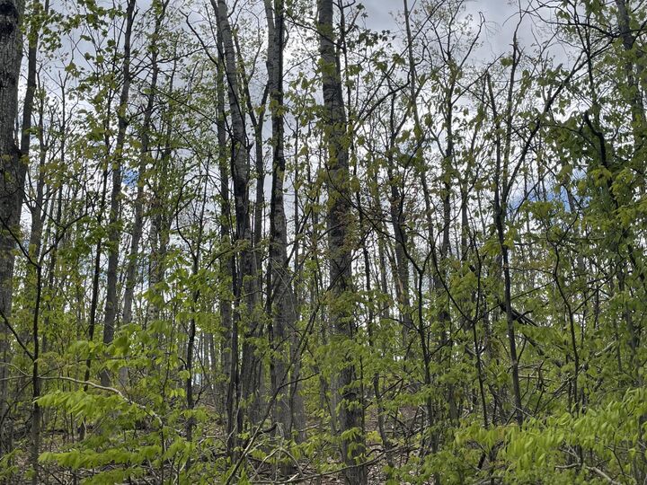 Property Photo:  990-994 Arawak Pass  MI 49735 