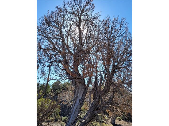 Property Photo:  650 Pinon Crest Way  CO 80463 