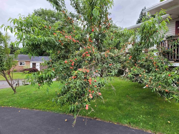 Property Photo:  333 Queen Street  NS B2H 6A6 