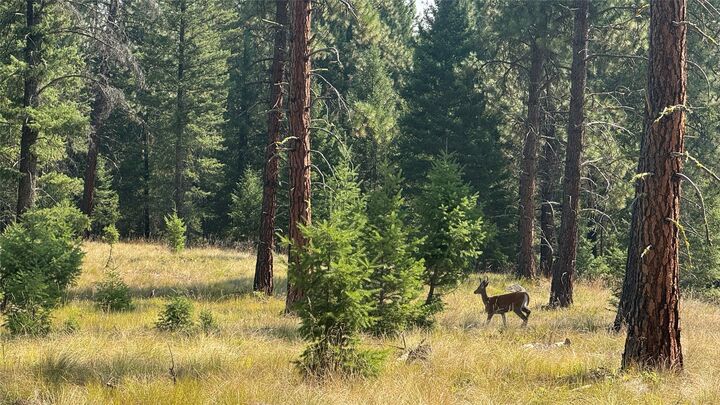 Nhn Hwy 37  Libby MT 59923 photo