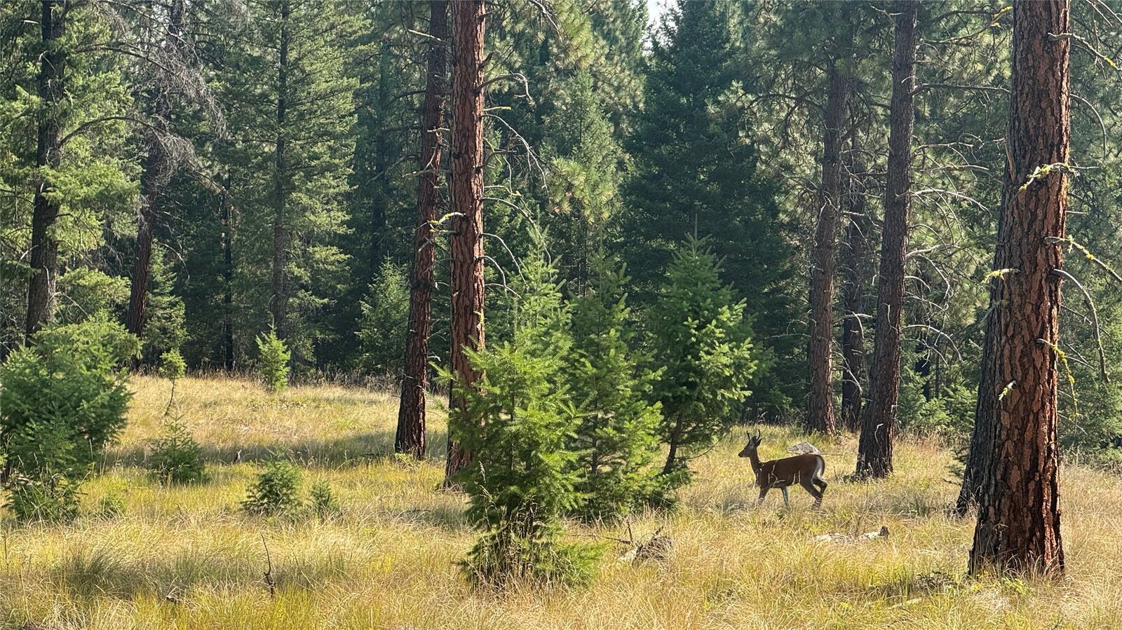 Property Photo: Nhn Hwy 37 MT 59923