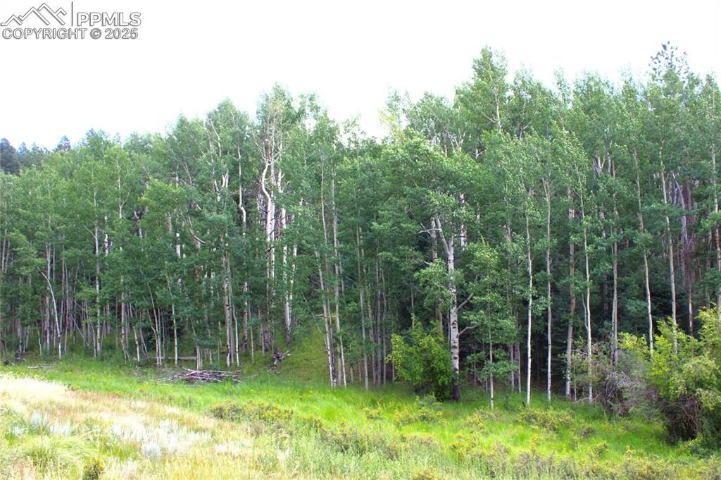 Property Photo:  344 Grey Eagle Drive  CO 80814 