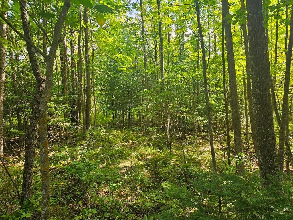 Property Photo: Lt 1 Blk 1 County Rd 238 MN 56636