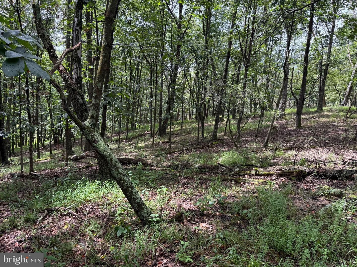Property Photo:  55.75 Ac Aj Kelley Road  WV 26852 