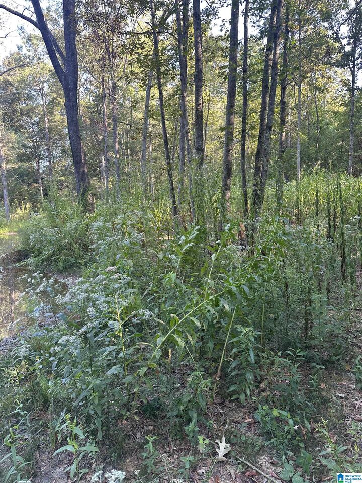 Property Photo: 135 Maddox Road X AL 36272