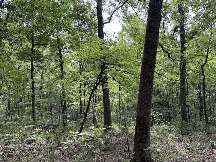 Tract 3/4 Terrapin Road  Harrison AR 72601 photo