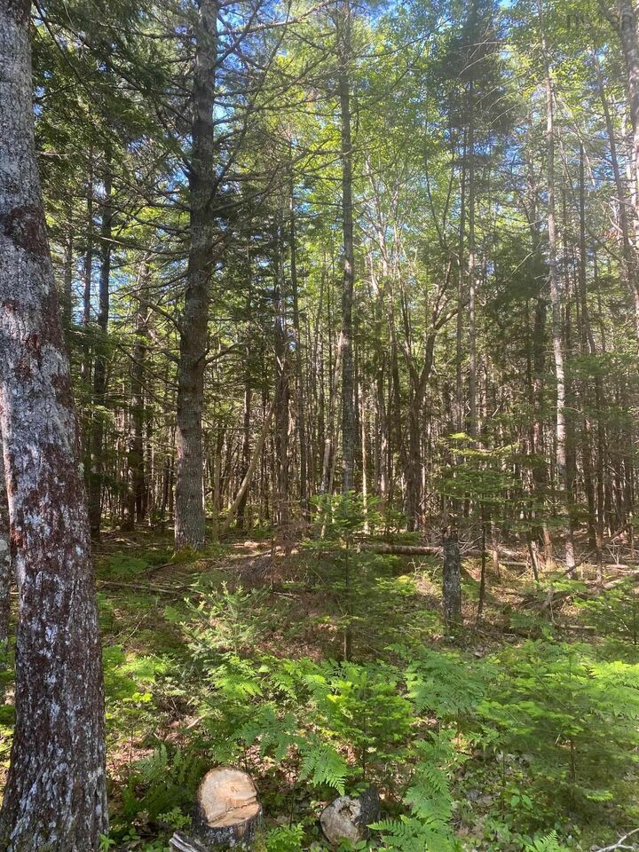 Property Photo:  Lot (Pid 60493061) Huey Lake Road  NS B0R 1G0 