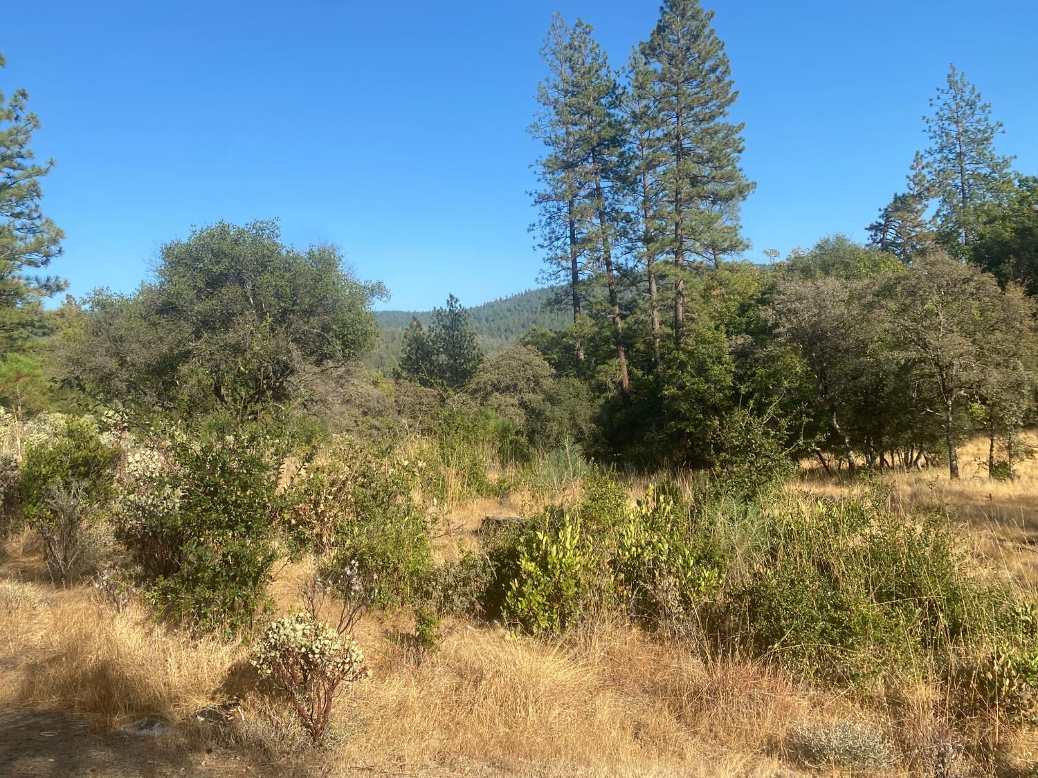 Property Photo:  13911 Ingersoll Drive  CA 95935 