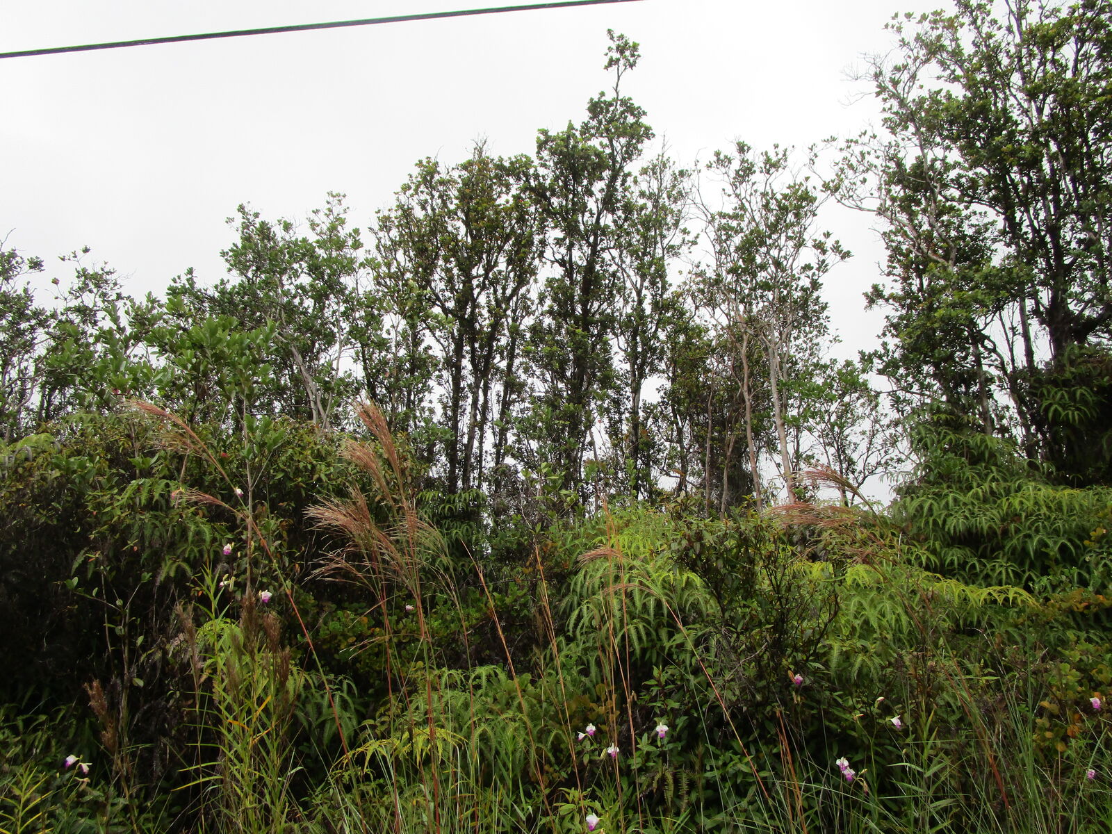 Property Photo: Malia Aina Rd HI 96785