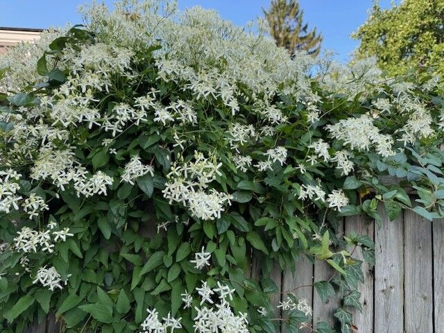 Property Photo:  1118 E 27th Street  PA 16504 