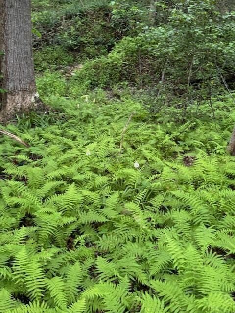 Property Photo:  0 Gumlog Road  GA 30582 