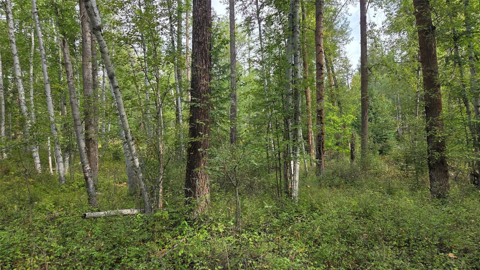 Property Photo:  Nhn North Fork Road  MT 59928 