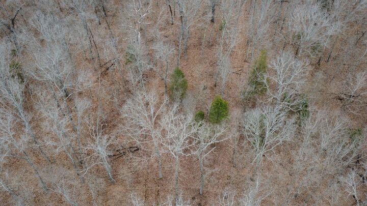 99.5 Acres County Road 40  Cross Timbers MO 65634 photo