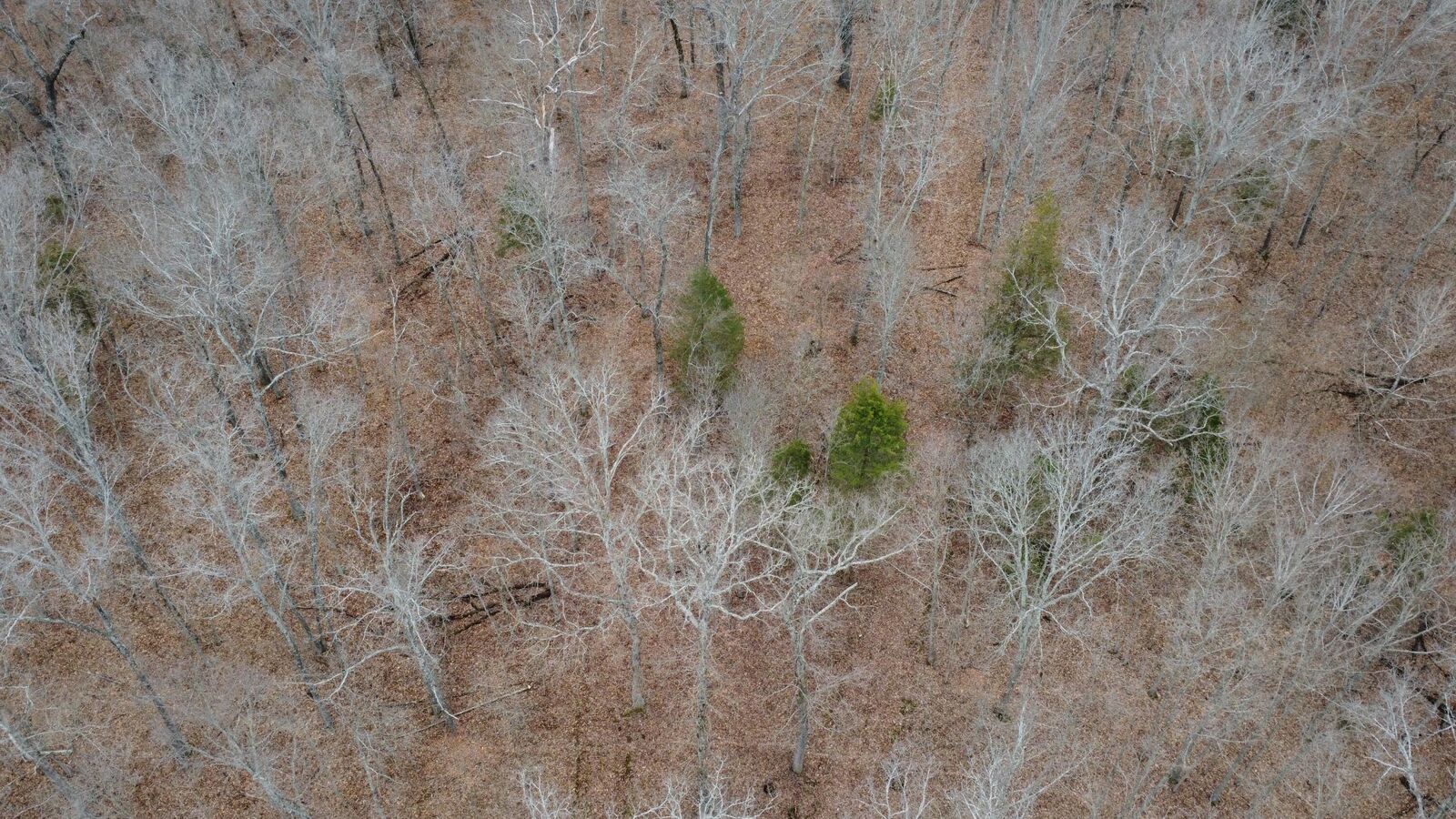 Property Photo:  99.5 Acres County Road 40  MO 65634