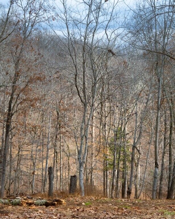 Property Photo:  Lot 4 S Old Dutch  AR 72756 