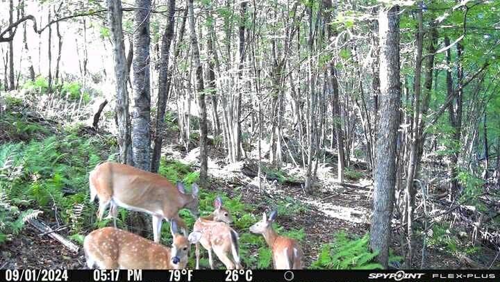 Property Photo:  Big Hollow Road  NY 13754 