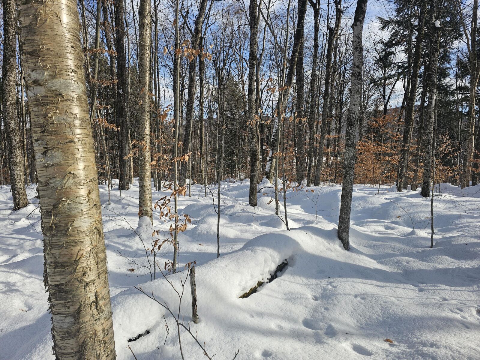 Property Photo:  490 Marshall Drive  NY 12953 