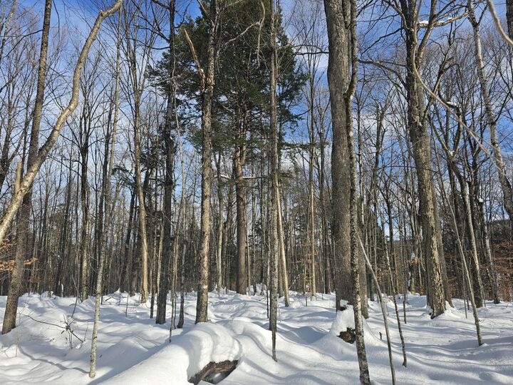 Property Photo:  490 Marshall Drive  NY 12953 