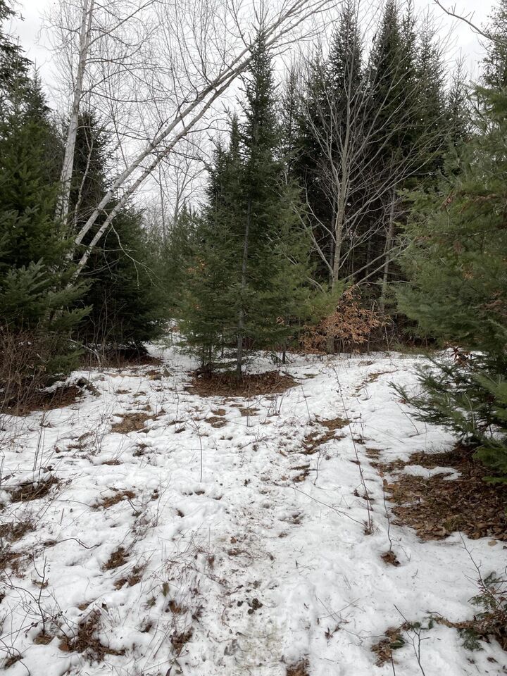 Property Photo:  Lot# Trafton Road Lot#  ME 04942 